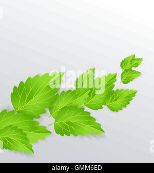 Minzblätter Stock Vektor