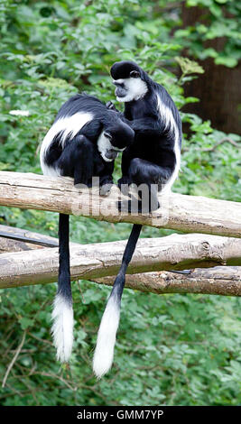 Foto von einem Paar Colobus-Affen, die Pflege Stockfoto