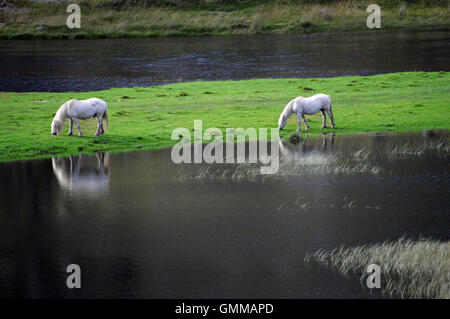 Reflexionen von zwei weißen Highland Ponys Weiden am Ufer des Loch Affric im Glen Affric, Scottish Highlands, Schottland Großbritannien Stockfoto