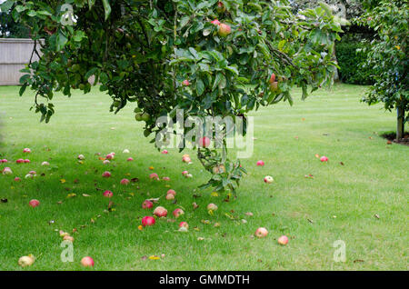 Apfelbaum mit vielen gefallenen Äpfel auf dem Boden Stockfoto