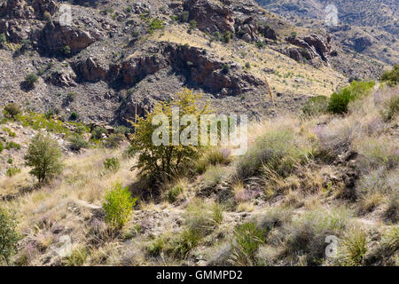 Die Arizona-Trail absteigend West Fork von Sabino Canyon in den Santa Catalina Mountains. Pusch Ridge Wilderness, Arizona Stockfoto