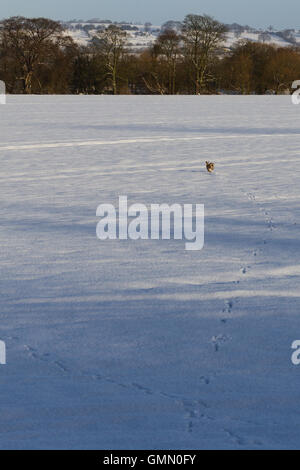 Hase im Schnee 2 Stockfoto