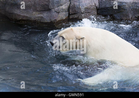 Thalarctos Maritimus (Ursus Maritimus) gemeinhin als Eisbär Stockfoto