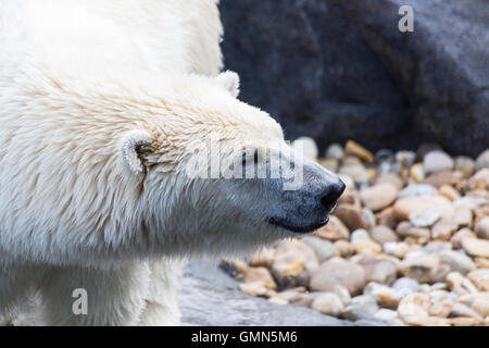 Thalarctos Maritimus (Ursus Maritimus) gemeinhin als Eisbär Stockfoto