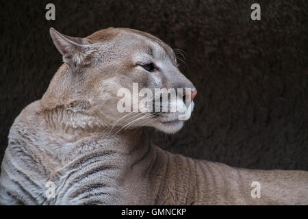 Porträt eines Puma gegen Steinstruktur Stockfoto