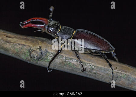 Schwarzer Hirschkäfer auf einem Baum Zweig Stockfoto