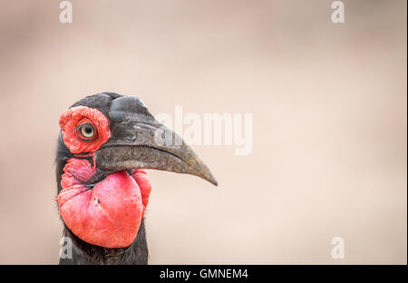 Nahaufnahme von einem südliche Hornrabe im Kruger National Park, Südafrika. Stockfoto