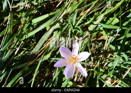 lila Bergblumen auf die Hänge und Pisten der französischen Alpen in der Nähe von Méribel, Frankreich im Sommer Stockfoto