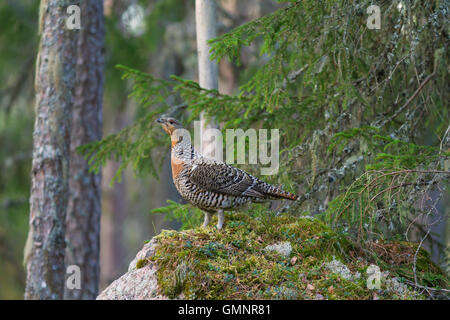 Auerhühner (at Urogallus) weibliche im Nadelwald im Frühjahr Stockfoto