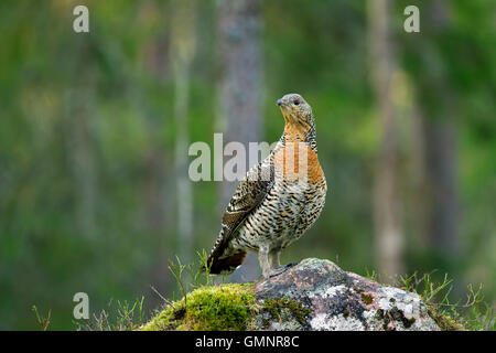 Auerhühner (at Urogallus) weibliche im Nadelwald im Frühjahr Stockfoto