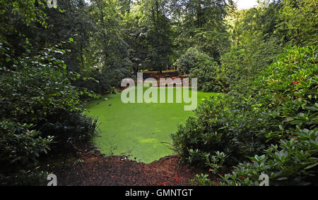 Rosco eine dreiviertel Tonne Ardenner Hengst zieht eine Dredge Falle um eine der drei Teiche an den National Trust Hare Hill, über Alderley, Cheshire, im Bemühen um die Verbesserung der Wasserqualität zugunsten einer Reihe von Tierarten zu löschen. Stockfoto