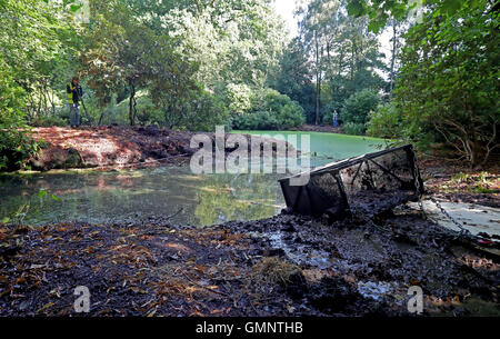 Rosco eine dreiviertel Tonne Ardenner Hengst zieht eine Dredge Falle um eine der drei Teiche an den National Trust Hare Hill, über Alderley, Cheshire, im Bemühen um die Verbesserung der Wasserqualität zugunsten einer Reihe von Tierarten zu löschen. Stockfoto