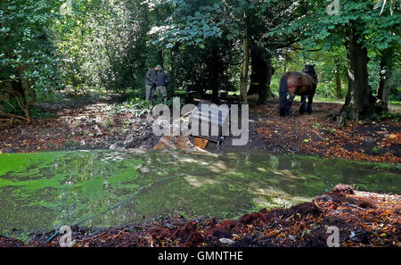 Rosco eine dreiviertel Tonne Ardenner Hengst zieht eine Dredge Falle um eine der drei Teiche an den National Trust Hare Hill, über Alderley, Cheshire, im Bemühen um die Verbesserung der Wasserqualität zugunsten einer Reihe von Tierarten zu löschen. Stockfoto