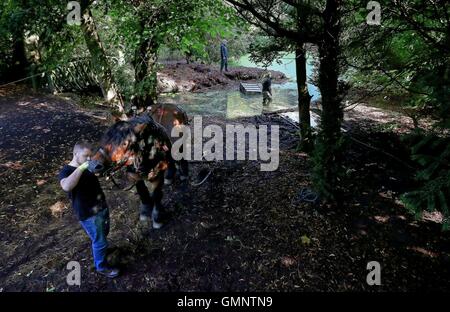 Rosco eine dreiviertel Tonne Ardenner Hengst zieht eine Dredge Falle um eine der drei Teiche an den National Trust Hare Hill, über Alderley, Cheshire, im Bemühen um die Verbesserung der Wasserqualität zugunsten einer Reihe von Tierarten zu löschen. Stockfoto