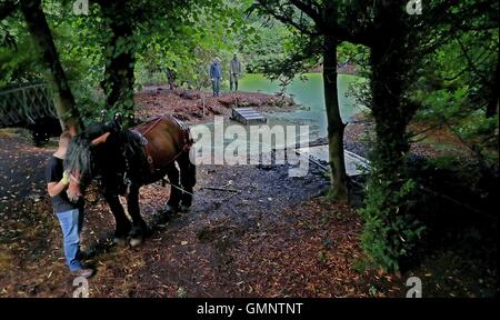 Rosco eine dreiviertel Tonne Ardenner Hengst zieht eine Dredge Falle um eine der drei Teiche an den National Trust Hare Hill, über Alderley, Cheshire, im Bemühen um die Verbesserung der Wasserqualität zugunsten einer Reihe von Tierarten zu löschen. Stockfoto