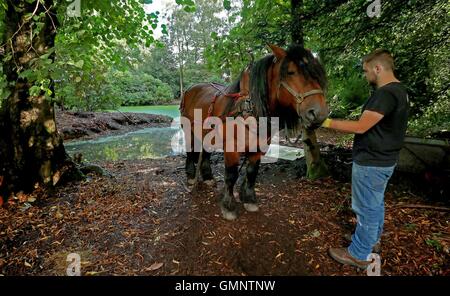 Rosco eine dreiviertel Tonne Ardenner Hengst zieht eine Dredge Falle um eine der drei Teiche an den National Trust Hare Hill, über Alderley, Cheshire, im Bemühen um die Verbesserung der Wasserqualität zugunsten einer Reihe von Tierarten zu löschen. Stockfoto