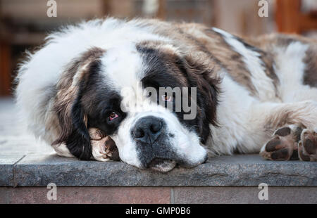 Die Dolomiten, Trentino, Italien. Die alte St Bernard Berg Hund, Leben im Rifugio Capanna auf dem Passo di Valles auf der Alta Via 2 Wanderweg Stockfoto