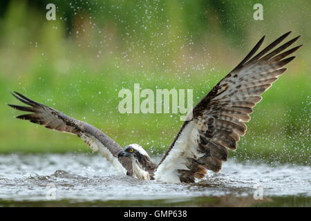 Fischadler Pandion Haliaetus Angeln Cairngorms National Park, Schottland. Stockfoto