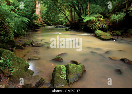 Capelrig brennen, Rouken Glen Park, East Renfrewshire Stockfoto