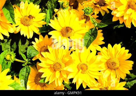 Reihe von hellen Gelb Heliopsis Helianthoides Sorte (grobe Oxeye, glatte Oxeye oder falsche Sonnenblume) von oben gesehen. Eine kleine Stockfoto