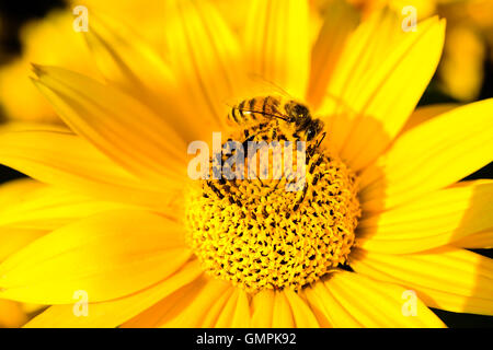 Honigbienen bestäuben eine leuchtende gelbe Heliopsis Helianthoides Sorte (grobe Oxeye, glatte Oxeye oder falsche Sonnenblume) Stockfoto