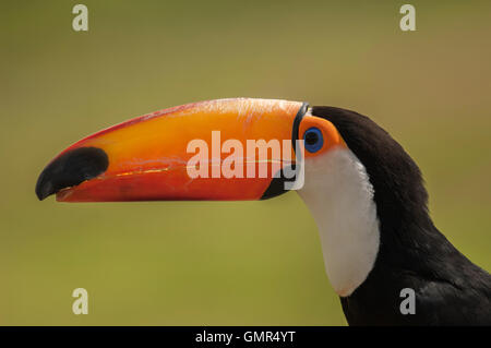 Riesentukan (Ramphastos Toco), Südamerika Stockfoto