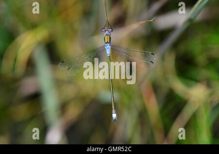 männliche Emerald damselfly Stockfoto