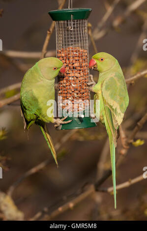 Ring-necked Sittiche, (geflohen waren), auf Garten Futterhäuschen, London, Vereinigtes Königreich Stockfoto