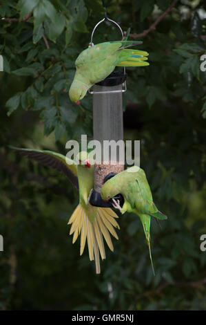 Ring-necked Sittiche, (geflohen waren), auf Garten Futterhäuschen, London, Vereinigtes Königreich Stockfoto