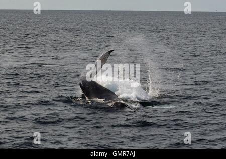 Buckelwale vor der Küste von Massachusetts, Brust, slapping, Verletzung, Tauchen Stockfoto