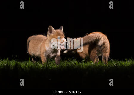 Fox Cubs spielen in einem Garten in der Nacht Stockfoto