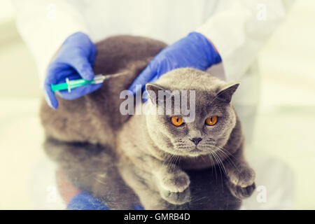 Nahaufnahme von Tierarzt machen Impfstoff Katze in Klinik Stockfoto