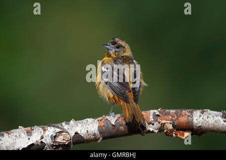 Young-Baltimore Oriole schaut rückwärts während hocken auf Birke branch Stockfoto