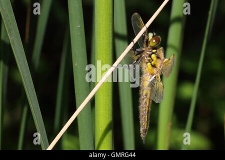 Four-Spotted Chaser Dragonfly Stockfoto