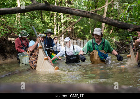 Wayne, Michigan - Freiwilligen mit Freunden des Rouge verwenden eine Seine net eine Fisch-Umfrage auf der unteren Rouge River machen. Stockfoto