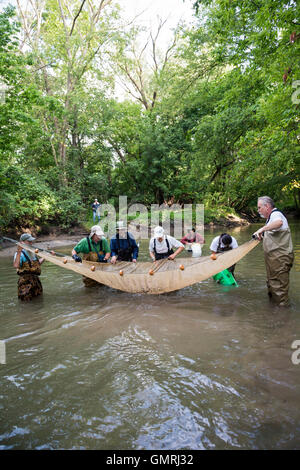 Wayne, Michigan - Freiwilligen mit Freunden des Rouge verwenden eine Seine net eine Fisch-Umfrage auf der unteren Rouge River machen. Stockfoto