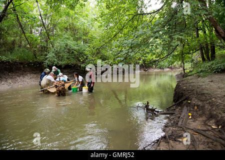 Wayne, Michigan - Freiwilligen mit Freunden des Rouge verwenden eine Seine net eine Fisch-Umfrage auf der unteren Rouge River machen. Stockfoto