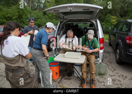 Wayne, Michigan - Freiwilligen zu identifizieren und Messen Fisch gefangen während einer Fisch-Umfrage auf der unteren Rouge River. Stockfoto