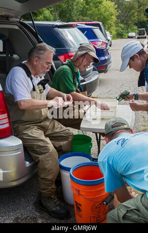 Wayne, Michigan - Freiwilligen zu identifizieren und Messen Fisch gefangen während einer Fisch-Umfrage auf der unteren Rouge River. Stockfoto