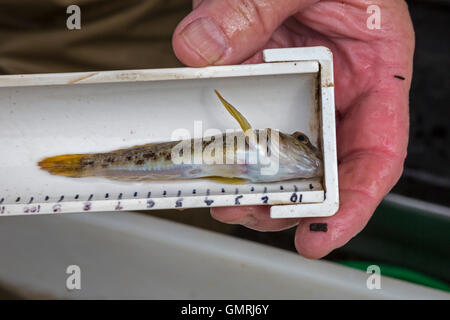 Wayne, Michigan - eine invasive Schwarzmundgrundel (Neogobius Melanostomus) fand im Rahmen einer Fisch-Umfrage des unteren Rouge River. Stockfoto