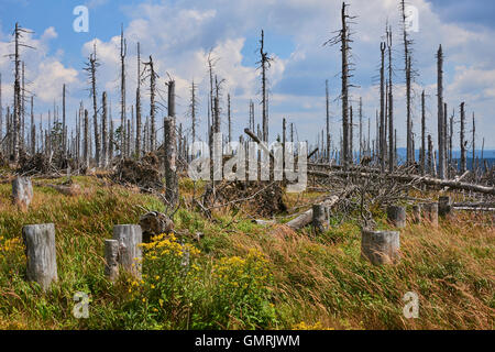Nationalpark Sumava, Meridian-Hügel, dem Böhmerwald. Die Wälder rund um die zerstörte während des Sturms Kyrill. Polednik Stockfoto