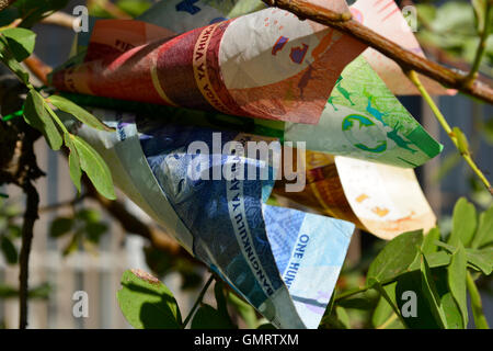 Geld-Blume auf Geld Baum Konzept Nahaufnahme Seitenansicht des südafrikanischen Rands Währung ZAR Geld auf Bäumen wachsen Stockfoto