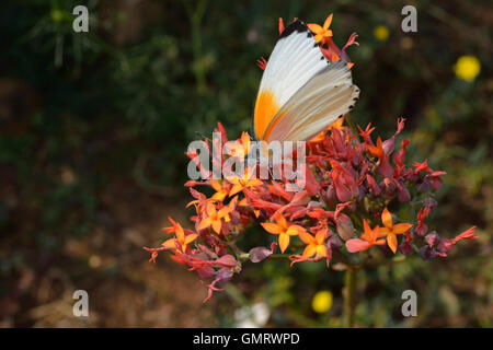 Ostgrenze punktiert oder gemeinsame punktierte Grenze (Mylothris Agathina) weiß und orange Schmetterling mit schwarze Zierteile an seinen Flügeln Stockfoto