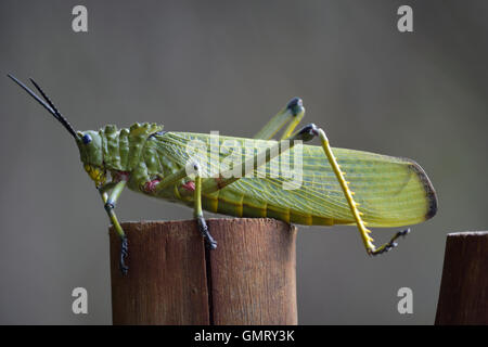 Grüne Wolfsmilch Heuschrecke oder afrikanischen Busch Heuschrecke ist eine große grüne und rote geflügelte giftige Heuschrecke Phymateus viridipes Stockfoto