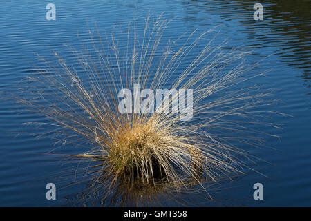 Blaues Pfeifengras, Gewöhnliches Pfeifengras, Kleines Pfeifengras, Besenried, Benthalm, Bentgras, Bult, Grasbult, Molinia Caerul Stockfoto