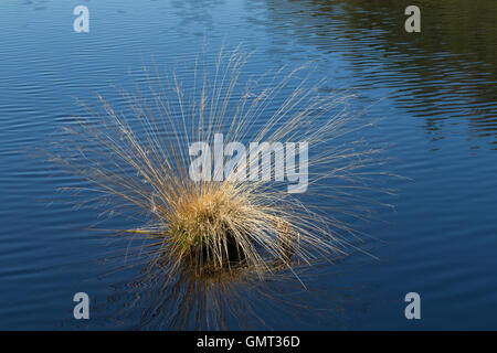 Blaues Pfeifengras, Gewöhnliches Pfeifengras, Kleines Pfeifengras, Besenried, Benthalm, Bentgras, Bult, Grasbult, Molinia Caerul Stockfoto