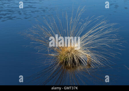 Blaues Pfeifengras, Gewöhnliches Pfeifengras, Kleines Pfeifengras, Besenried, Benthalm, Bentgras, Bult, Grasbult, Molinia Caerul Stockfoto