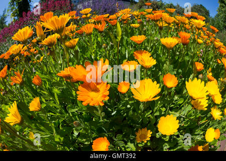 Ringelblume, Garten-Ringelblume, Calendula Officinalis, Ringelblume, Ruddles, gemeinsame Ringelblume, Garten-Ringelblume, englische marigol Stockfoto