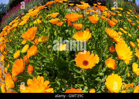 Ringelblume, Garten-Ringelblume, Calendula Officinalis, Ringelblume, Ruddles, gemeinsame Ringelblume, Garten-Ringelblume, englische marigol Stockfoto