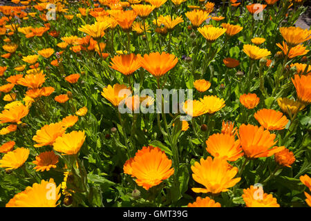 Ringelblume, Garten-Ringelblume, Calendula Officinalis, Ringelblume, Ruddles, gemeinsame Ringelblume, Garten-Ringelblume, englische marigol Stockfoto